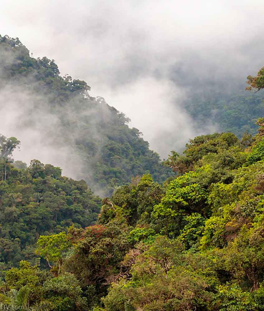 cloud forest peru