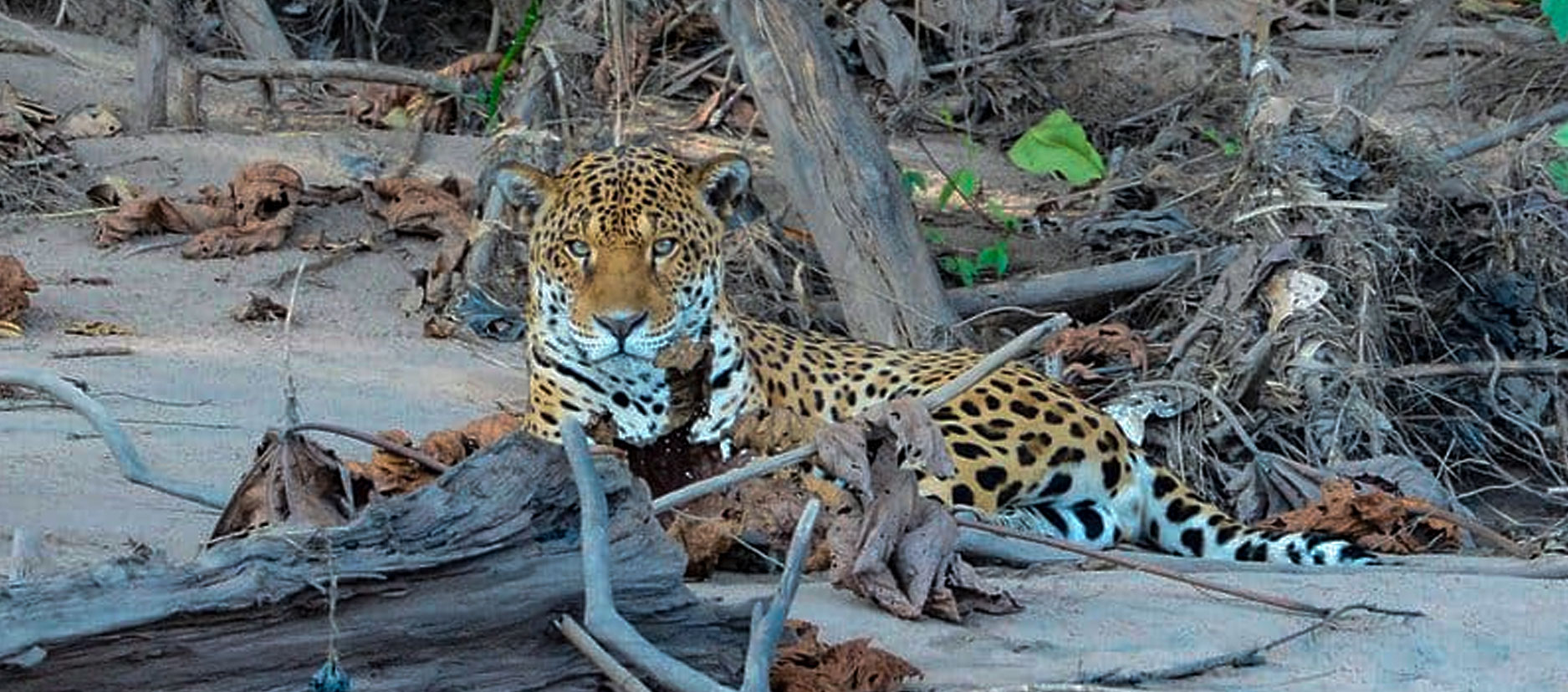 jaguar in peru