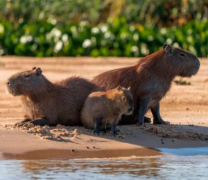 Capybara in the Tambopata Jungle