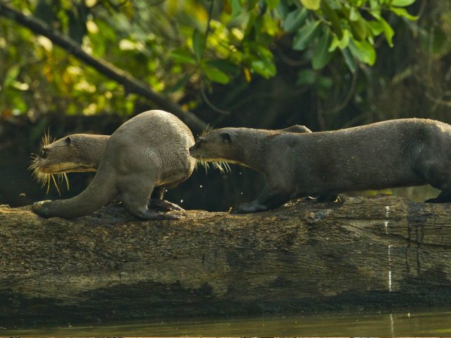 sandoval lake amazon tour