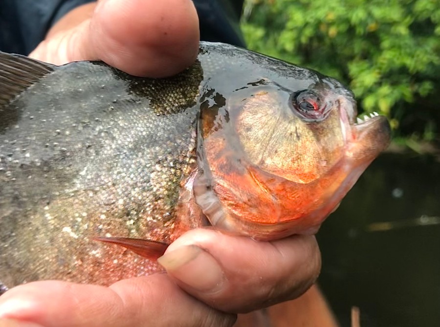 piranha in peru